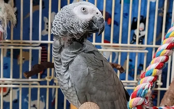African Grey birds for sale North Carolina
