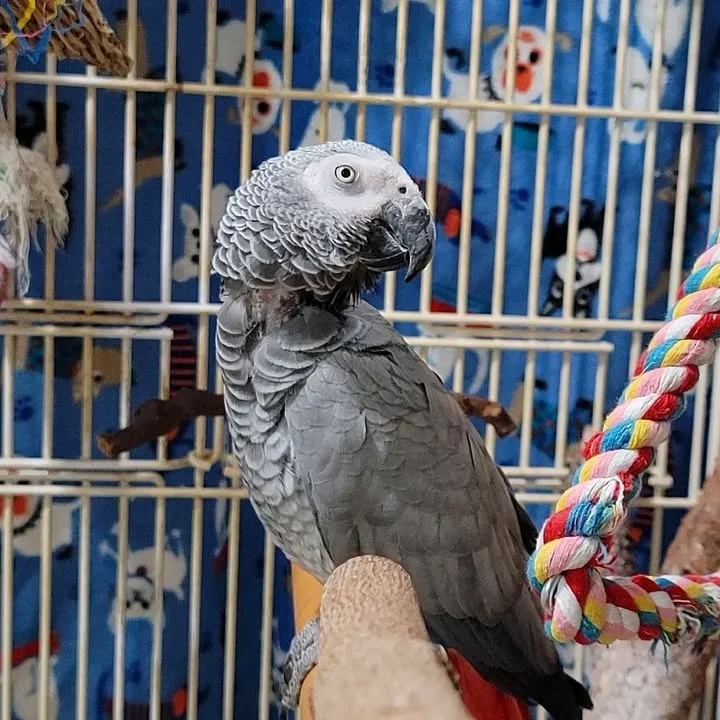 African Grey birds for sale North Carolina