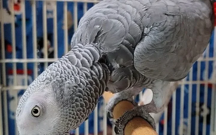 African Grey birds for sale North Dakota