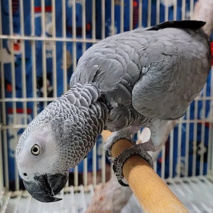 African Grey birds for sale North Dakota