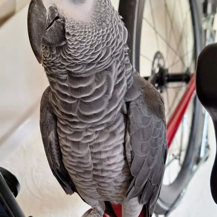 African Grey birds for sale New York