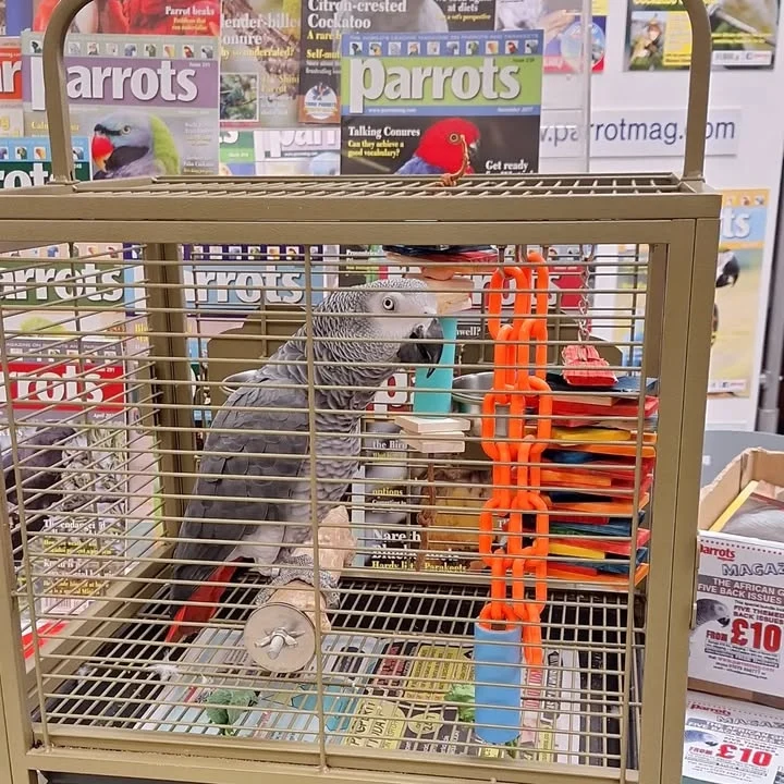 African Grey birds for sale South Carolina