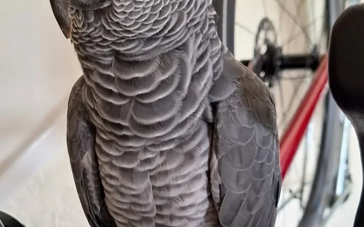 African Grey parrots for sale Tuolumne County