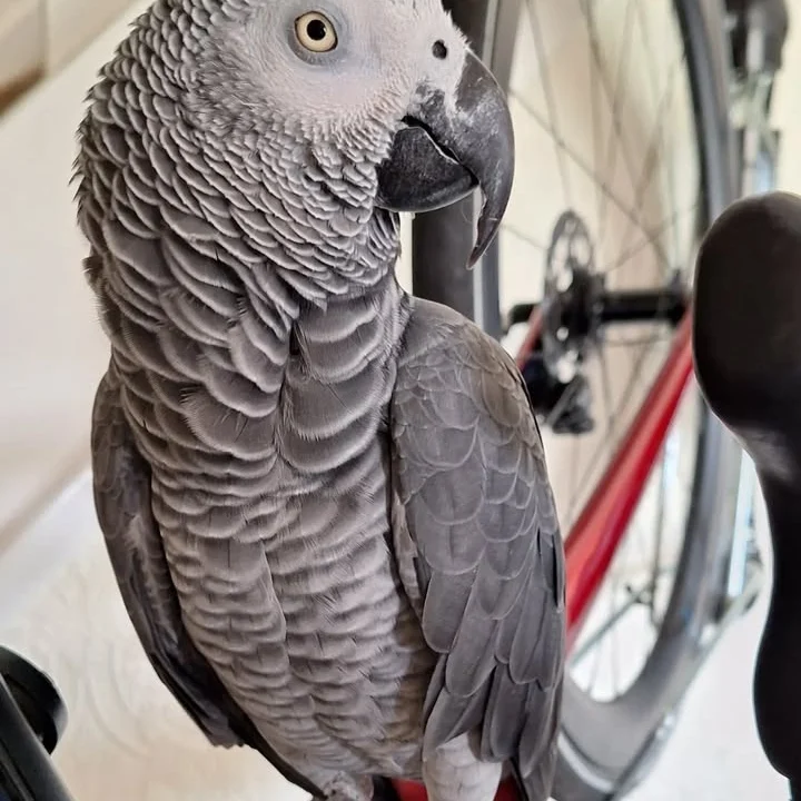 African Grey birds for sale New Mexico