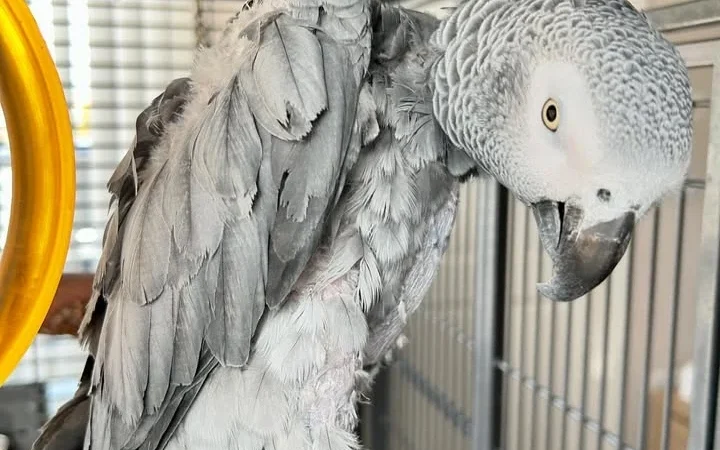 African Greys for sale in Mississippi