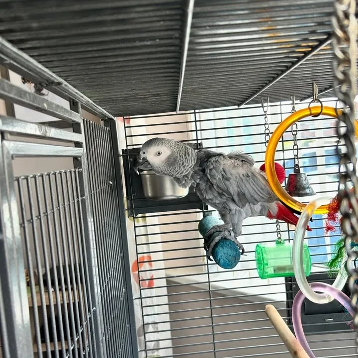 African Grey birds for sale Pennsylvania