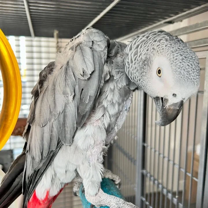 African Grey birds for sale Oklahoma