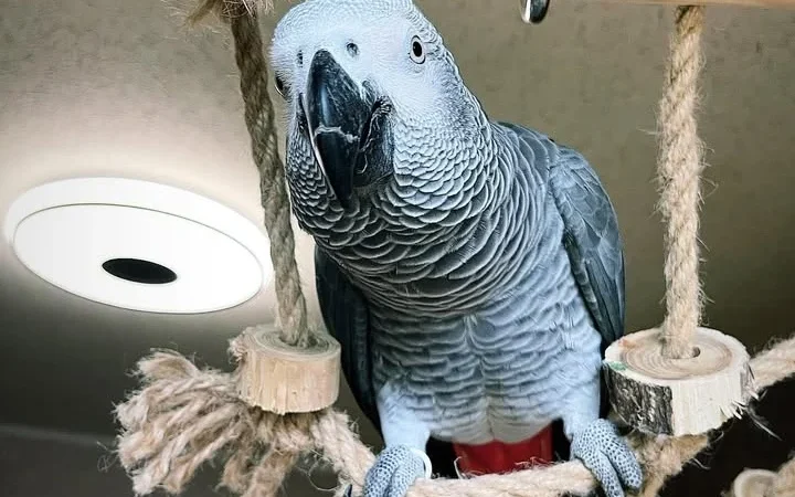 African Grey parrots for sale in New Jersey