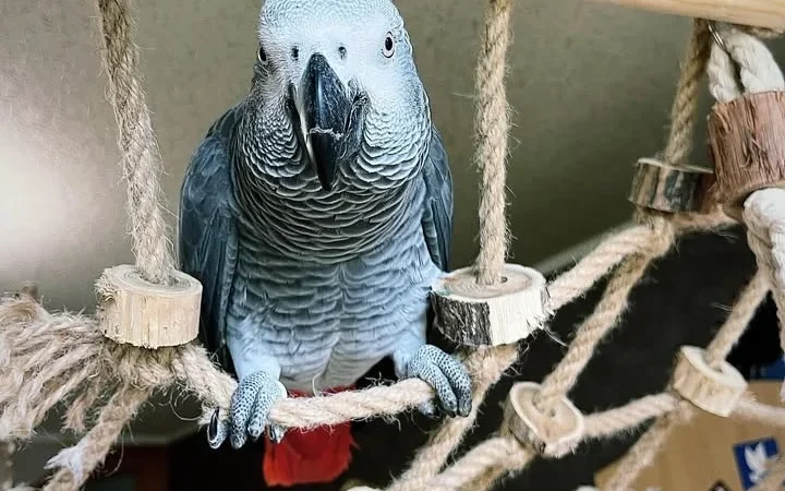 African Greys for sale in Ireland