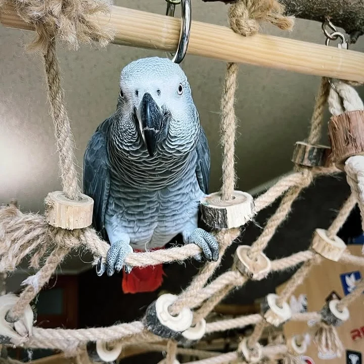 African Greys for sale in Ireland