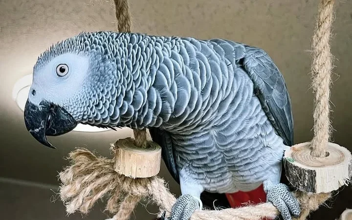 African Greys for sale in United Kingdom