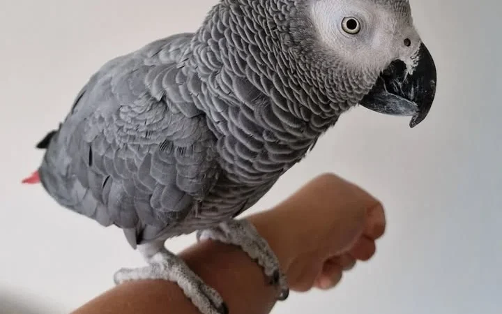 African Greys for sale in Mexico