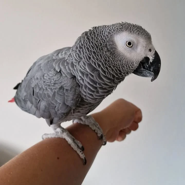 African Greys for sale in Mexico
