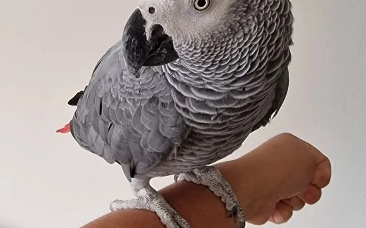 African Greys for sale in Canada