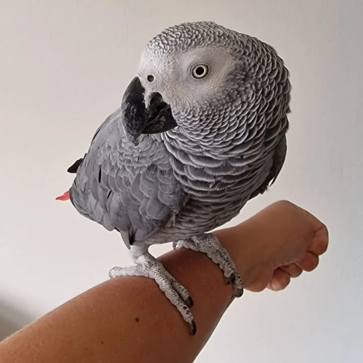 African Greys for sale in Canada