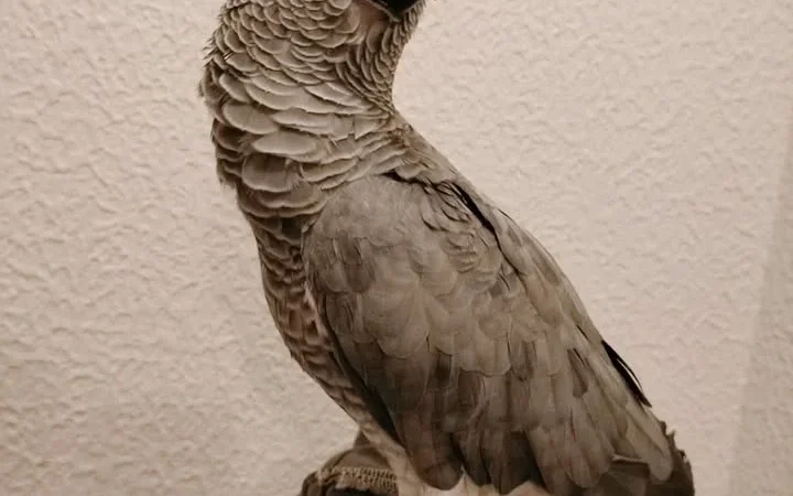 African Greys for sale in Wyoming