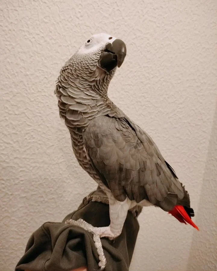 African Greys for sale in Wyoming