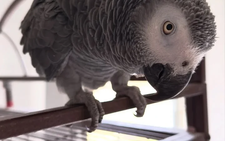African Grey breeders in Ohio