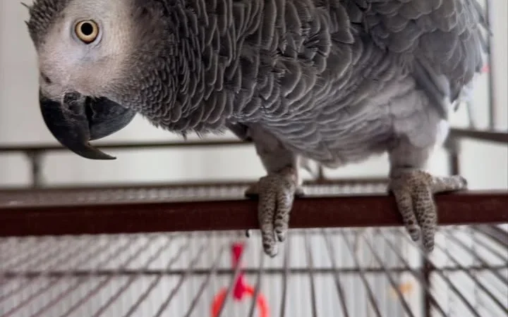 African Grey breeders in Oregon