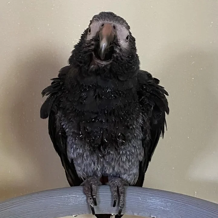 African Greys for sale in Montana