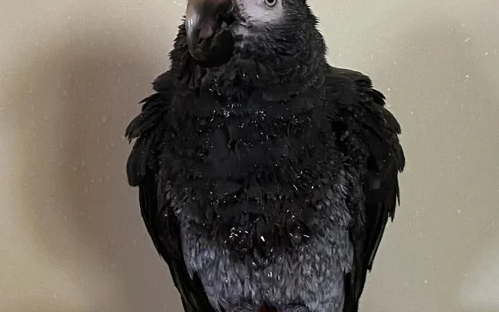 African Grey breeders in South Dakota
