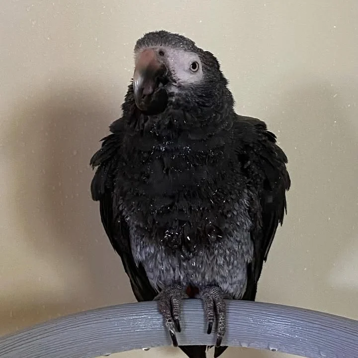 African Greys for sale in North Dakota
