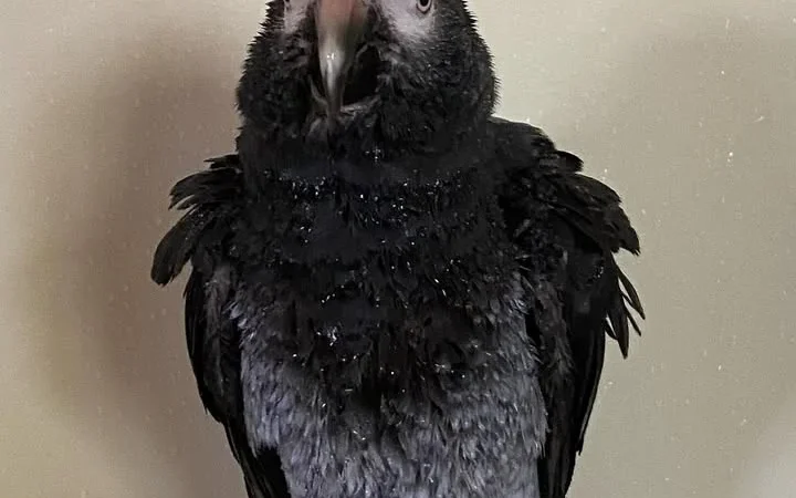 African Grey breeders in Texas