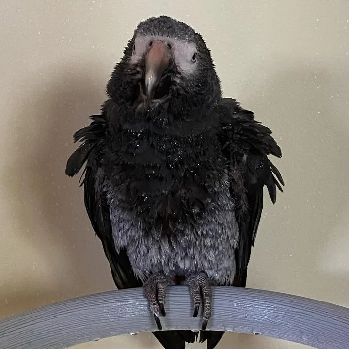 African Greys for sale in Missouri