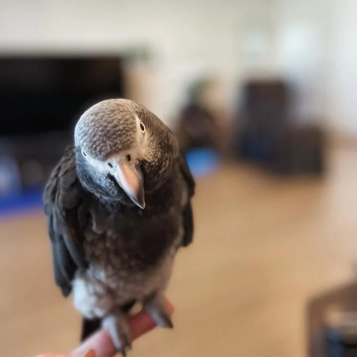 African Greys for sale in California