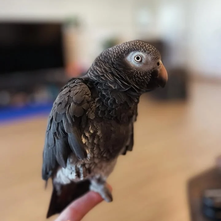 African Greys for sale in Colorado