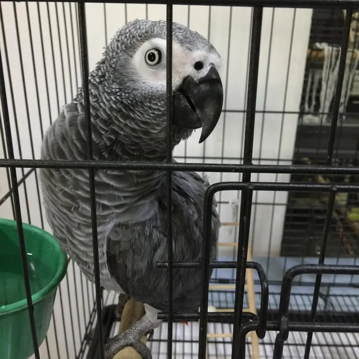 African Greys for sale in Connecticut
