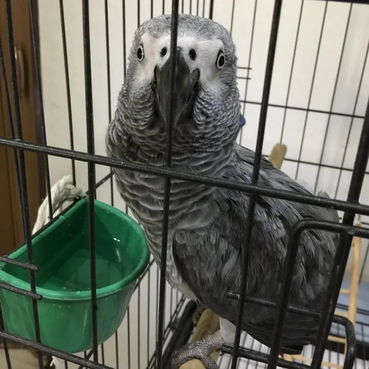 African Greys for sale in Delaware