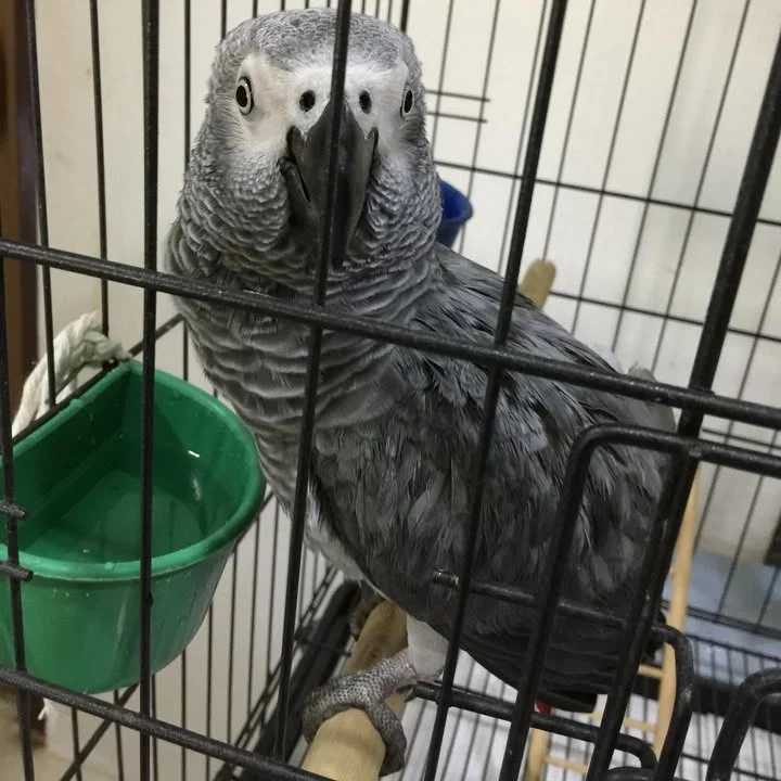 African Greys for sale in Florida