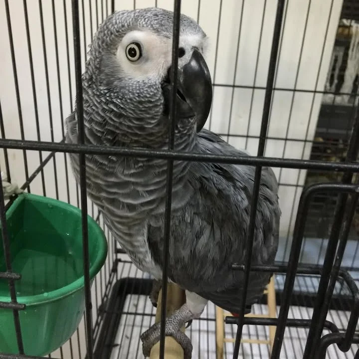 African Grey birds for sale Massachusetts