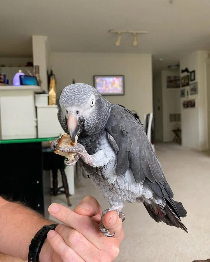 African Grey birds for sale Michigan