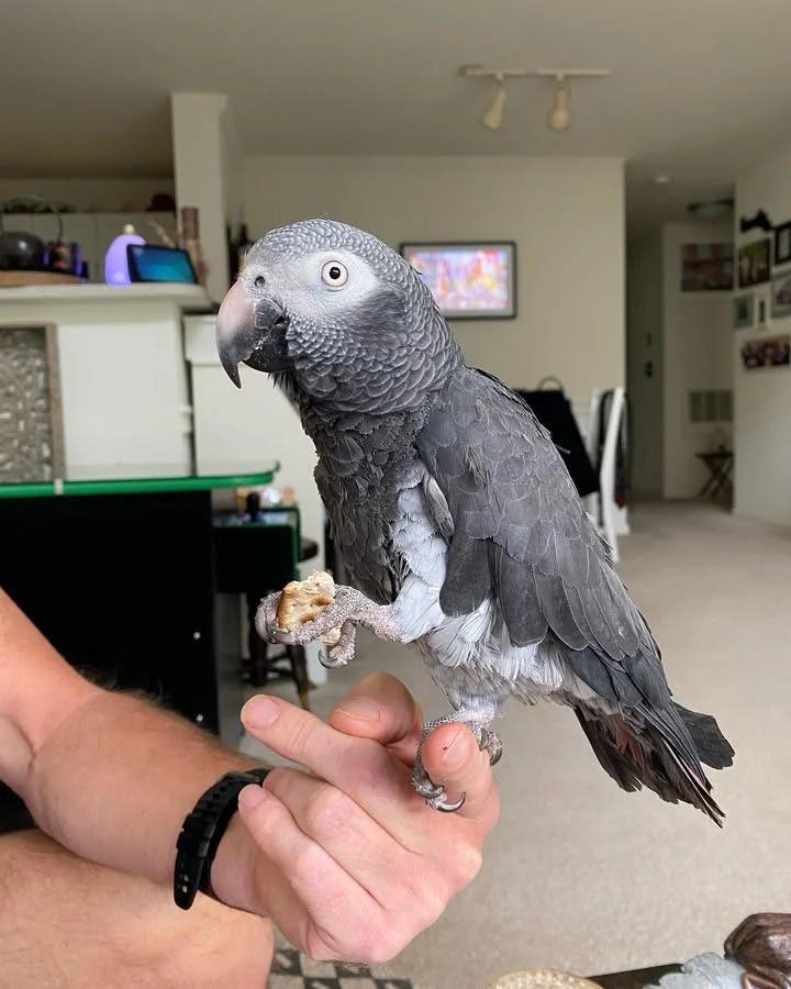 African Greys for sale in Idaho