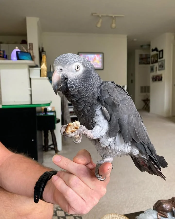 African Grey birds for sale Minnesota