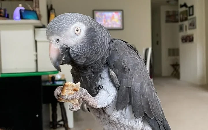 African Grey birds for sale Mississippi