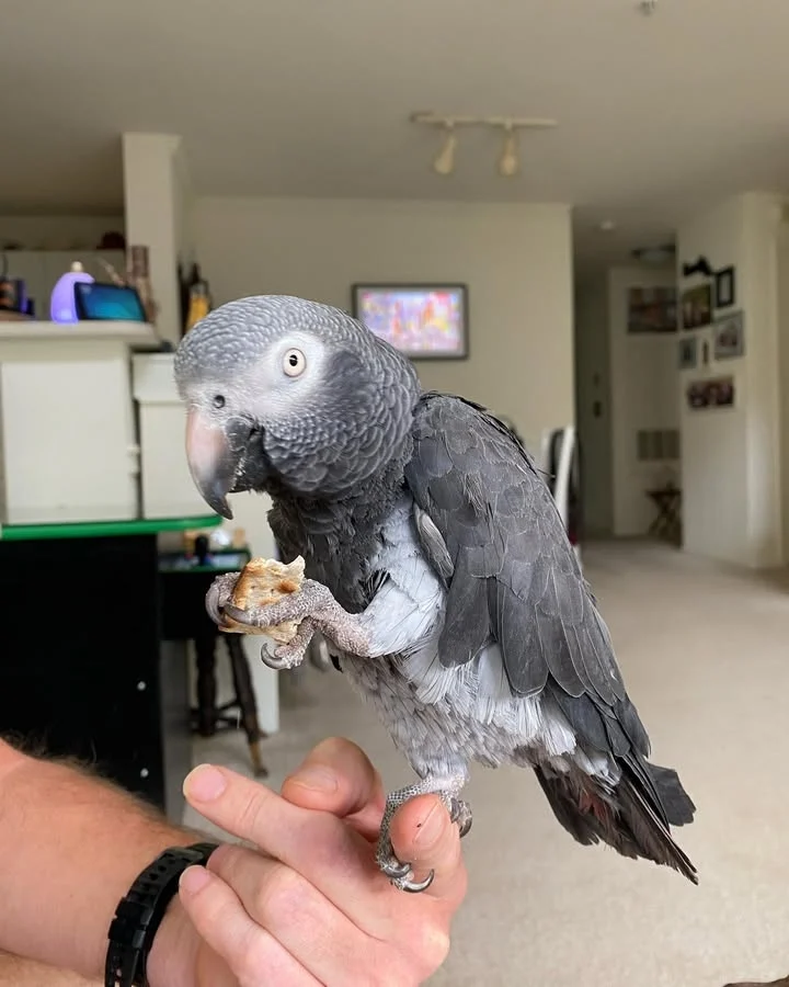 African Greys for sale in Georgia