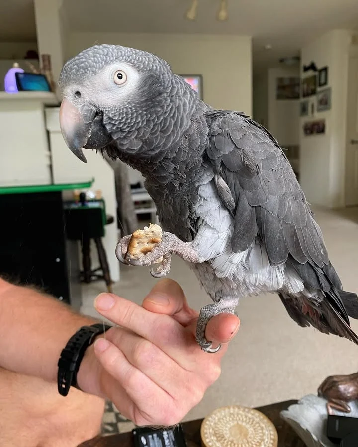 African Grey parrots for sale San Benito County