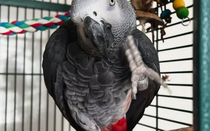 African Greys for sale in Nebraska