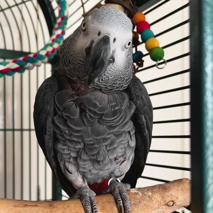 African Greys for sale in North Carolina