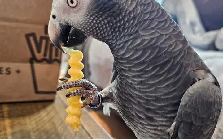 African Grey breeders in Minnesota