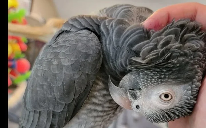 African Grey breeders in Massachusetts