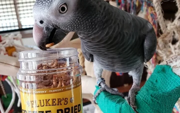 African Grey parrots for sale in Florida