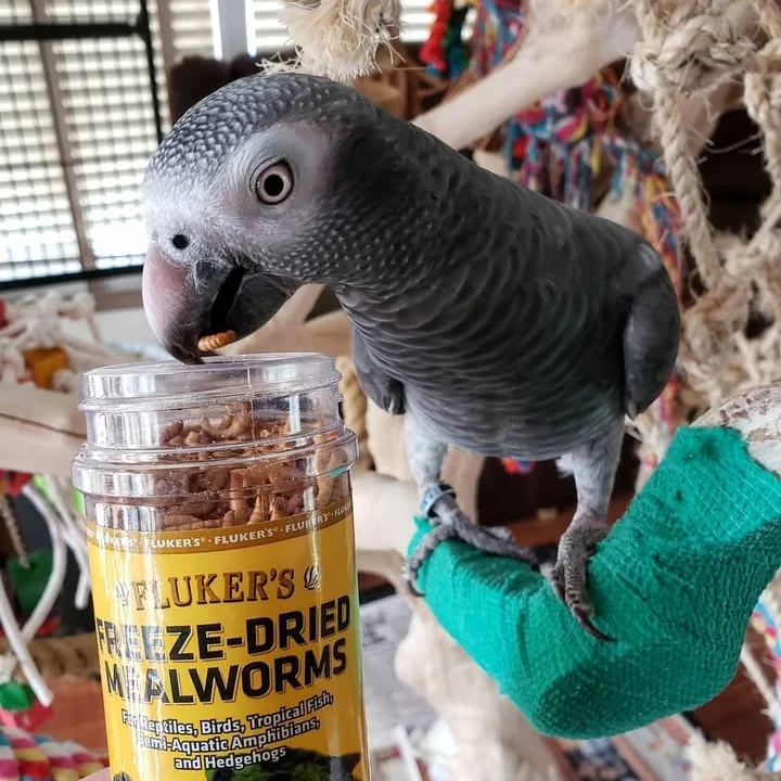 African Grey birds for sale New Hampshire