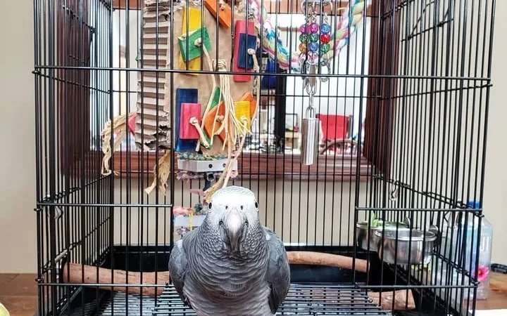 African Grey parrots for sale in Delaware