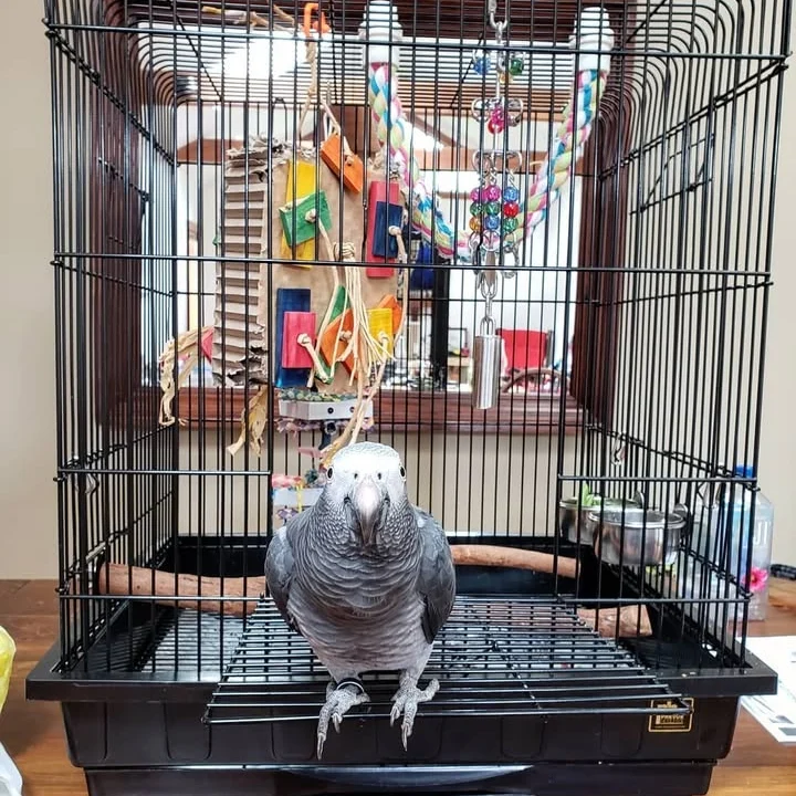 African Grey birds for sale Missouri