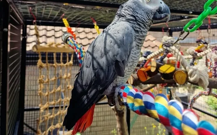 African Greys for sale in Rhode Island