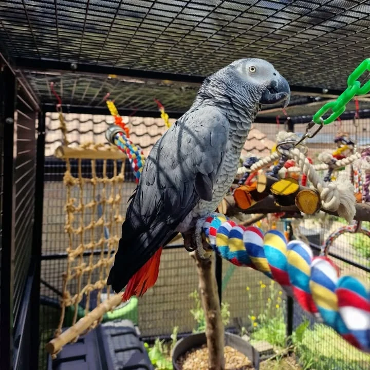 African Greys for sale in Rhode Island